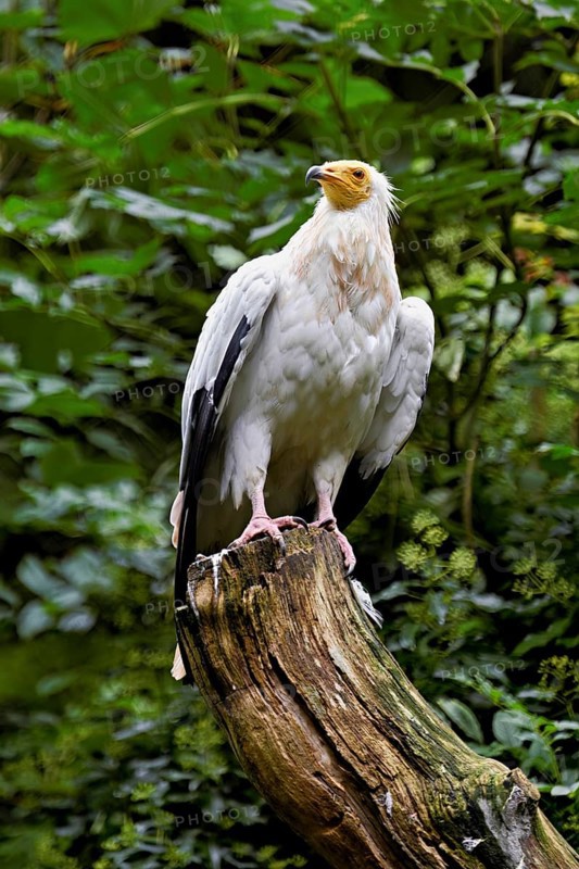 Dirty vulture (Neophron percnopterus) sitting on tree stump, captive, Switzerland