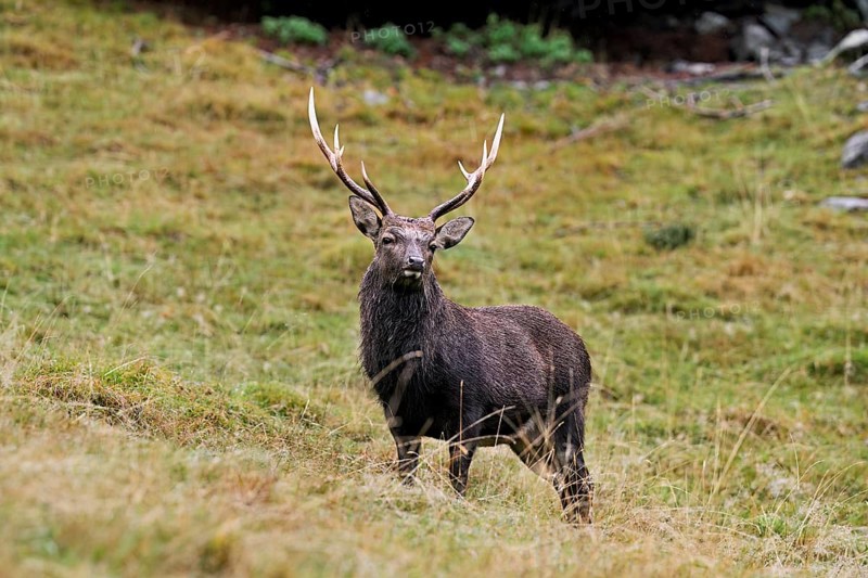 Sika deer (Cervus nippon) standing in meadow, Parc de Merlet, Chamonix-Mont-Blanc, Haute-Savoie, France