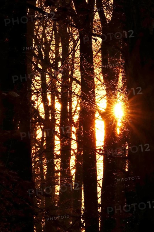Forest on a November evening, sunset, autumn, Germany