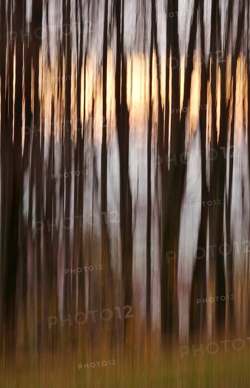 Forest in November, abstracted, blurring, autumn, Germany