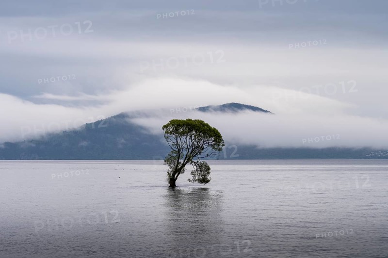 A single tree in Lake Taupo. Waikato, North Island, New Zealand