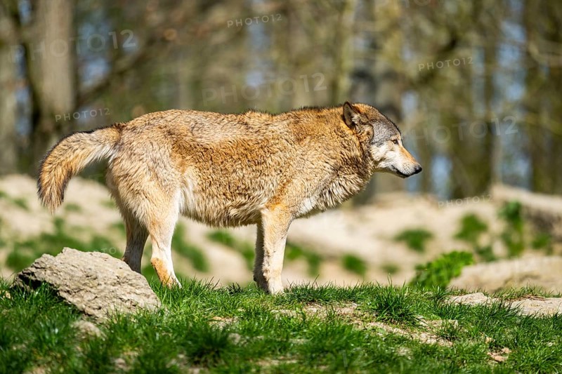 Eastern wolf (Canis lupus lycaon) walking on a meadow, Bavaria, Germany
