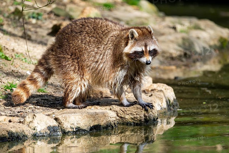 Common raccoon (Procyon lotor) on the watershore, Bavaria, Germany