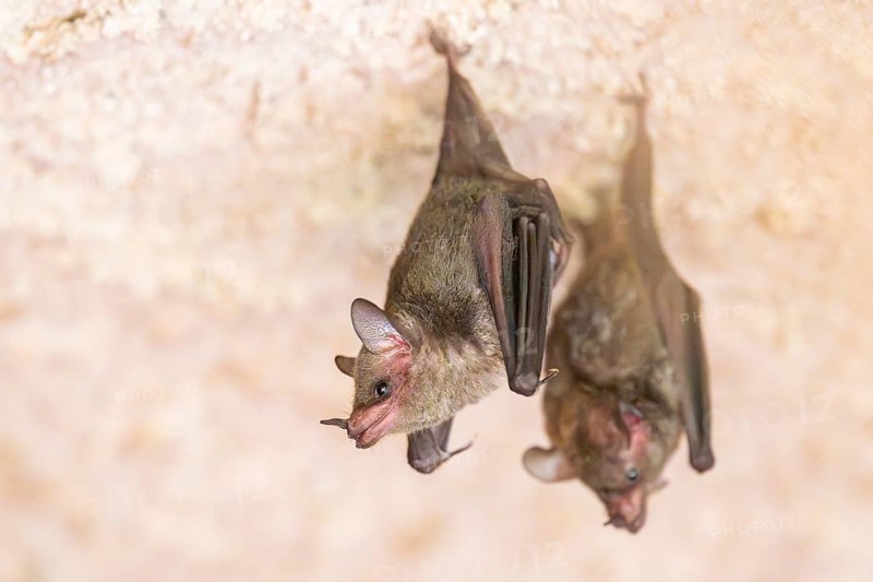 Lesser mouse-eared myotis (Myotis blythii) bats hanging on a wall, Bavaria, Germany
