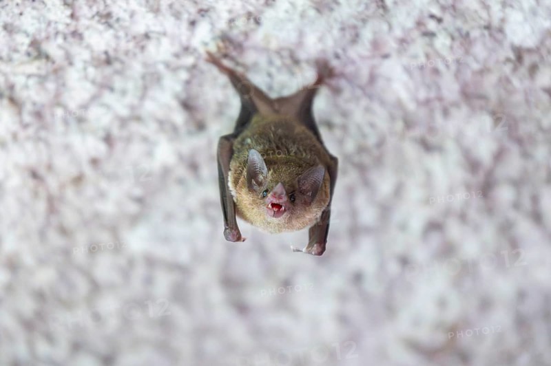 Lesser mouse-eared myotis (Myotis blythii) bat hanging on a wall, Bavaria, Germany