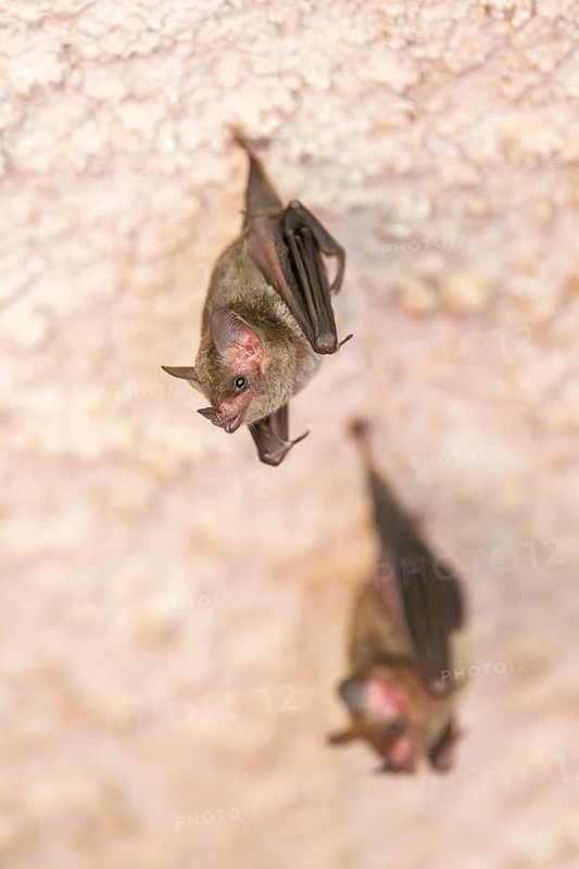 Lesser mouse-eared myotis (Myotis blythii) bats hanging on a wall, Bavaria, Germany