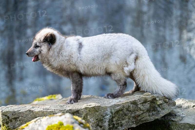 Arctic fox (Vulpes lagopus) standing on a rock, Bavaria, Germany