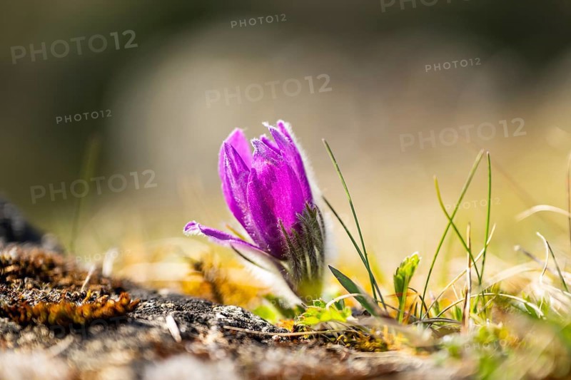 Pasque flower (Pulsatilla vulgaris), blooming, sunset, Bavaria, Germany