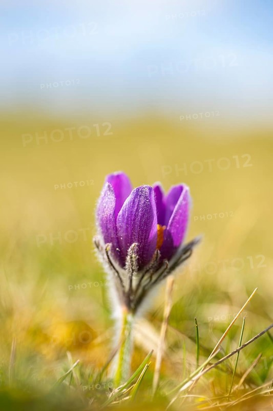 Pasque flower (Pulsatilla vulgaris), blooming, sunset, Bavaria, Germany