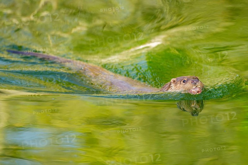 Eurasian otter (Lutra lutra) swimming in the water of a little lake, Bavaria, Germany
