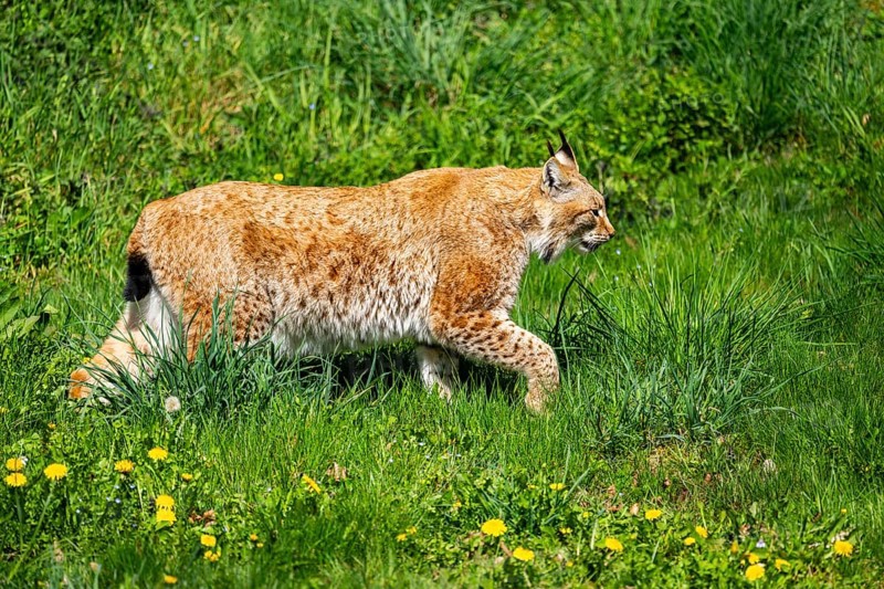 Eurasian lynx (Lynx lynx), walking on a meadow, Bavaria, Germany