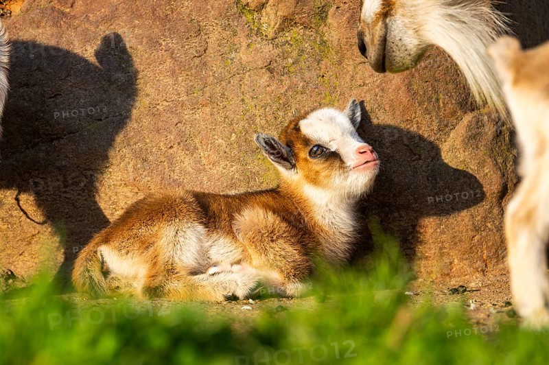 Domestic goat (Capra hircus) youngster lying on the ground, Bavaria, Germany