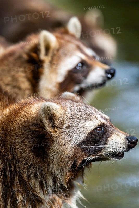 Common raccoon (Procyon lotor), portrait, Bavaria, Germany
