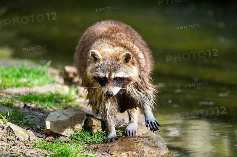 Common raccoon (Procyon lotor) on the watershore, Bavaria, Germany