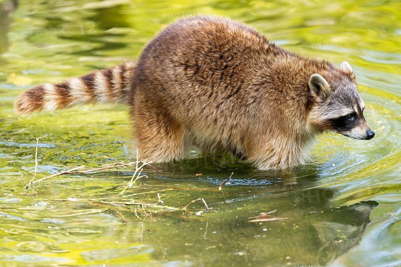Common raccoon (Procyon lotor) in the water of a little lake, Bavaria, Germany