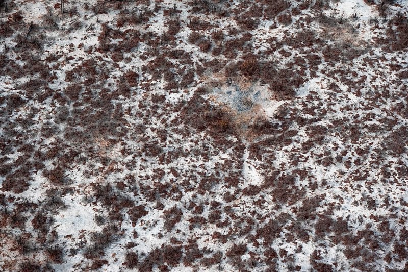 Structure and pattern, trees in the dry season, arid landscape, aerial view of the Okavango Delta, near Maun, Okavango Delta, Botswana