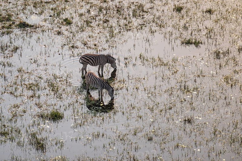 Steppe zebras (Equus quagga) drinking by the river, aerial view, Okavango Delta, Botswana