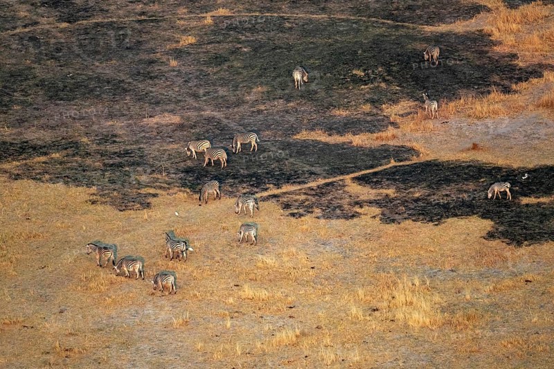 Steppe zebras (Equus quagga) grazing in arid landscape, aerial view, Okavango Delta, Botswana