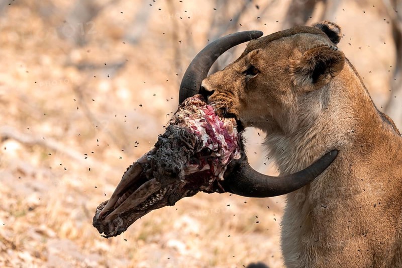 Lion pack with kill, lion (Panthera Leo) eats buffalo, savanna, Moremi Game Reserve, Botswana
