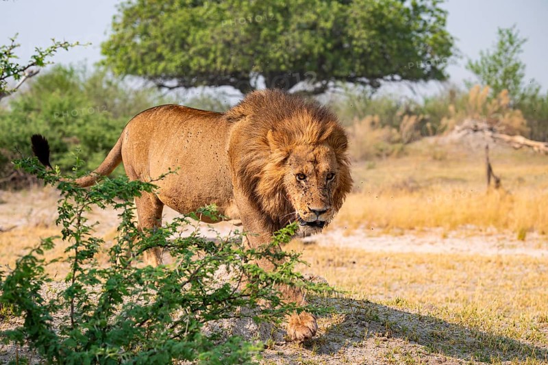 Maned Lion, Lion (Panthera Leo) runs, Savanna, Moremi Game Reserve, Botswana