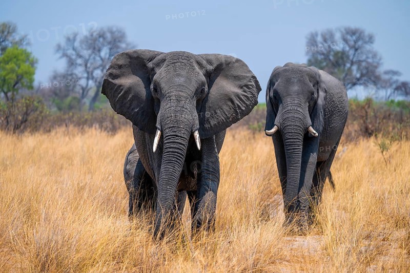 African elephant (Loxodonta africana) in dry savanna, Bwabwata National Park, Caprivi Strip, Namibia