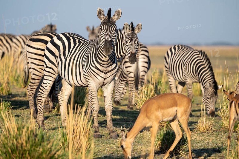 Impalas and steppe zebras (Equus quagga), atmospheric lighting, Ihaha, Chobe National Park National Park, Botswan