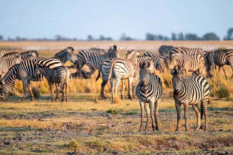 Herd of Steppe Zebras (Equus quagga), Ambient Light, Ihaha, Chobe National Park National Park, Botswan