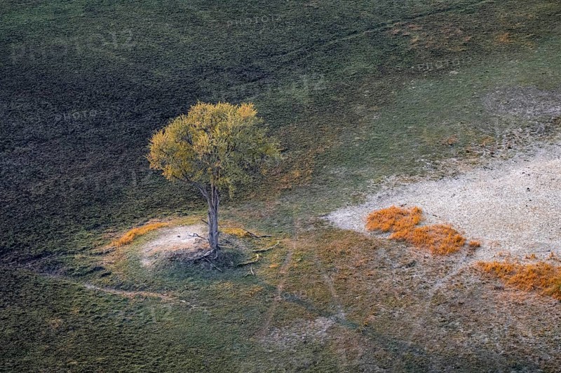 Species tree in the savanna, landscape, aerial view of the Okavango Delta, near Maun, Okavango Delta, Botswana