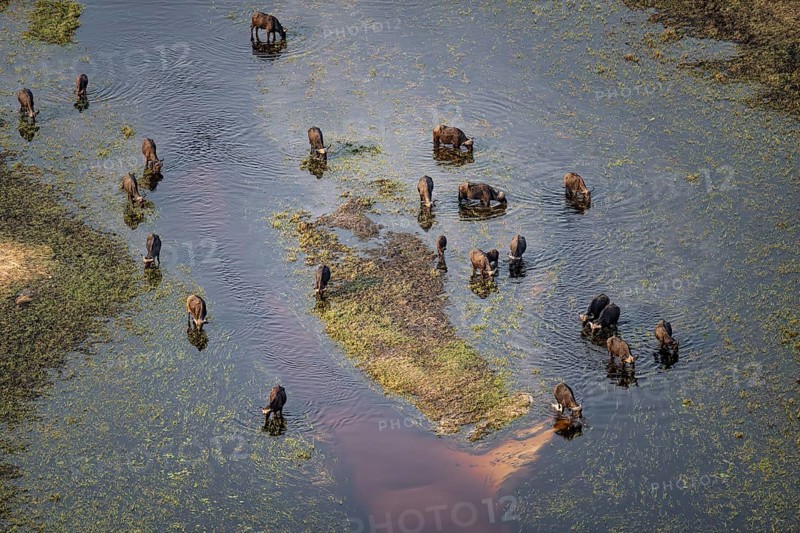 Kaffir buffalo (Syncerus caffer caffer), flock drinking in the river, aerial view, Okavango Delta, Botswana