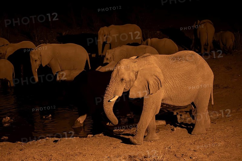 Night view, African elephant (Loxodonta africana), at Halali waterhole, Etosha National Park, Namibia