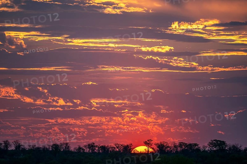 Impressive sunset over the African savanna, silhouette of the horizon with trees in front of the sun, at Halali waterhole, Etosha National Park, Namibia
