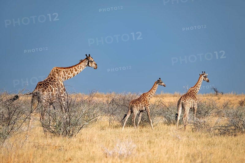 Angola giraffe (Giraffa giraffa angolensis), giraffe in dry savanna, Etosha National Park, Namibia