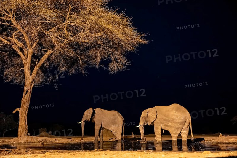Waterhole at night, African elephants drinking, night view, Kasane, Botswana