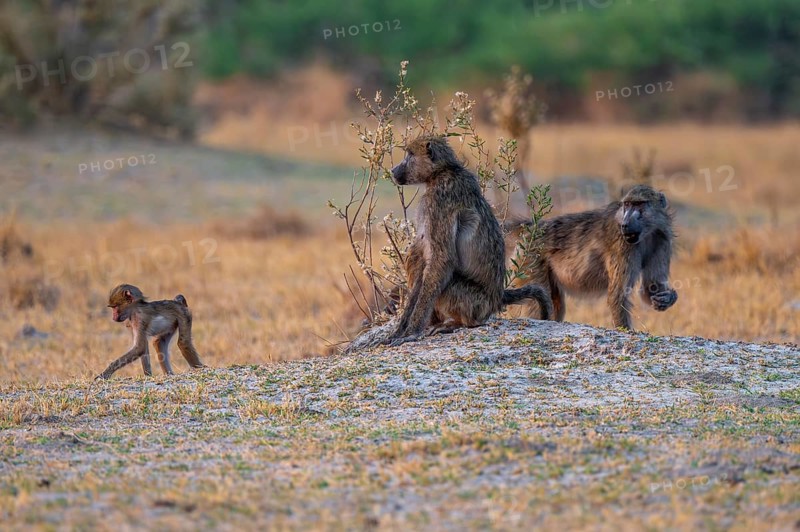 Chacma baboons (Papio ursinus) adults and young animals foraging, Third Bridge, Okavango Delta, Moremi Game Reserve, Botswana