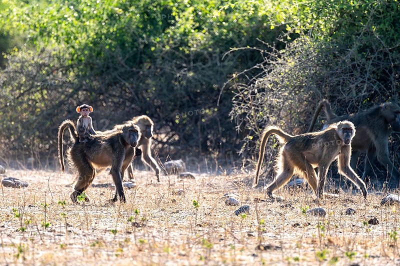 Chacma baboons (Papio ursinus) adults and young animals foraging, Ihaha, Chobe National Park National Park, Botswan