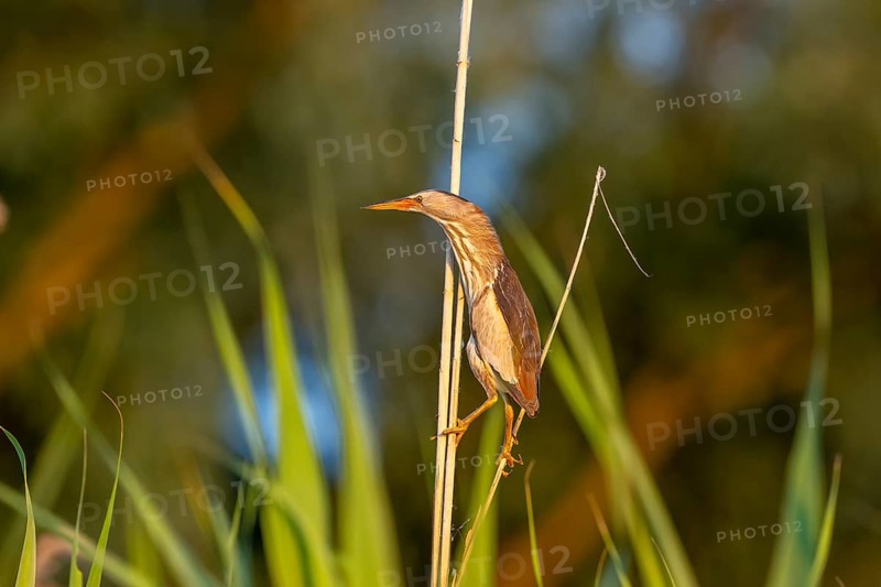 Little bittern (Ixobrychus minutus), lurking on reed stalks, Danube Delta, Romania