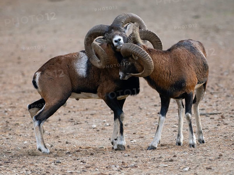 Two grouches have wedged their horns, North Rhine-Westphalia, Germany