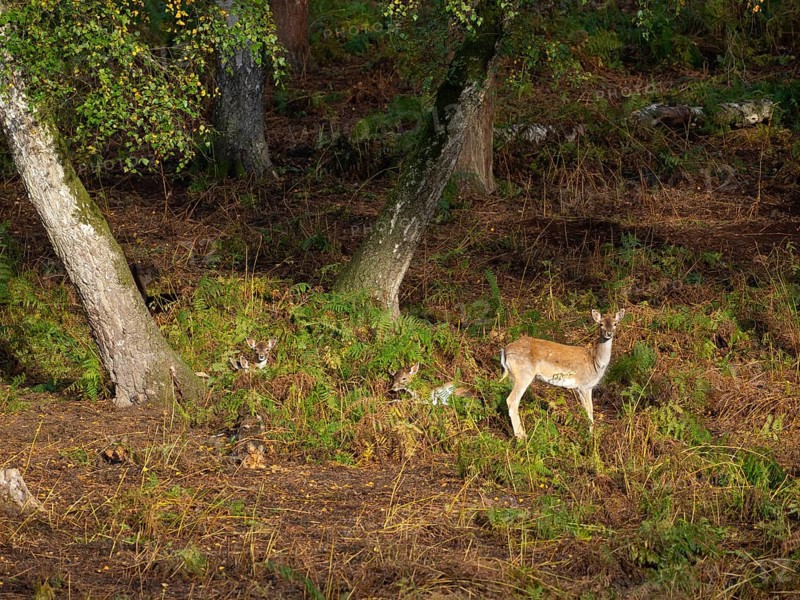 Fallow deer in the forest, North Rhine-Westphalia, Germany