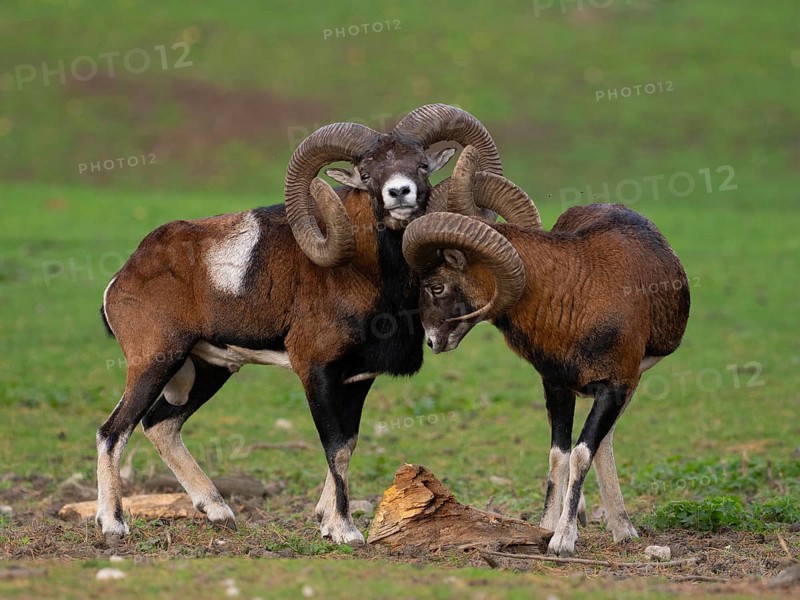 Two grouches have wedged their horns, North Rhine-Westphalia, Germany