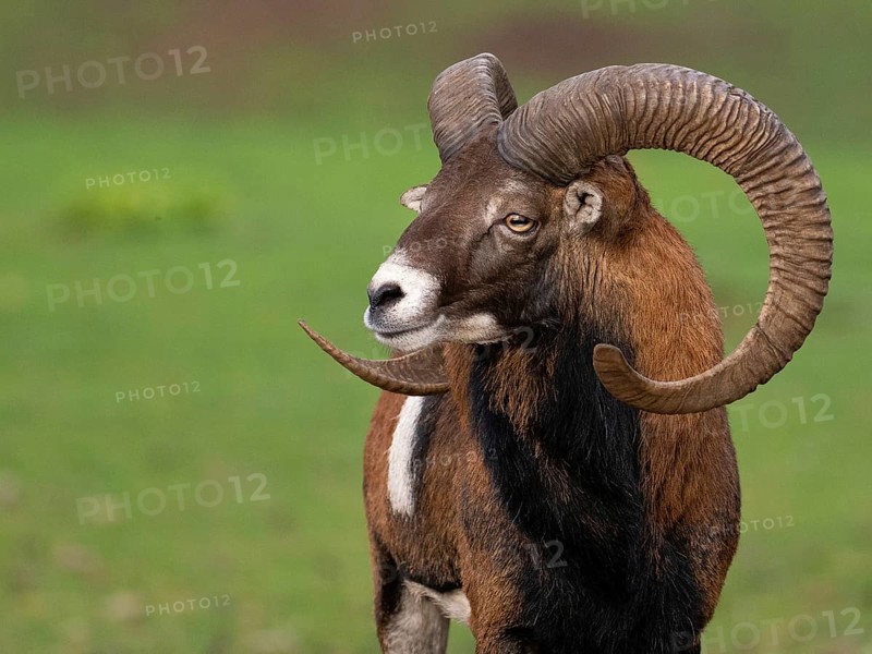 Muffeldeer, North Rhine-Westphalia, Germany