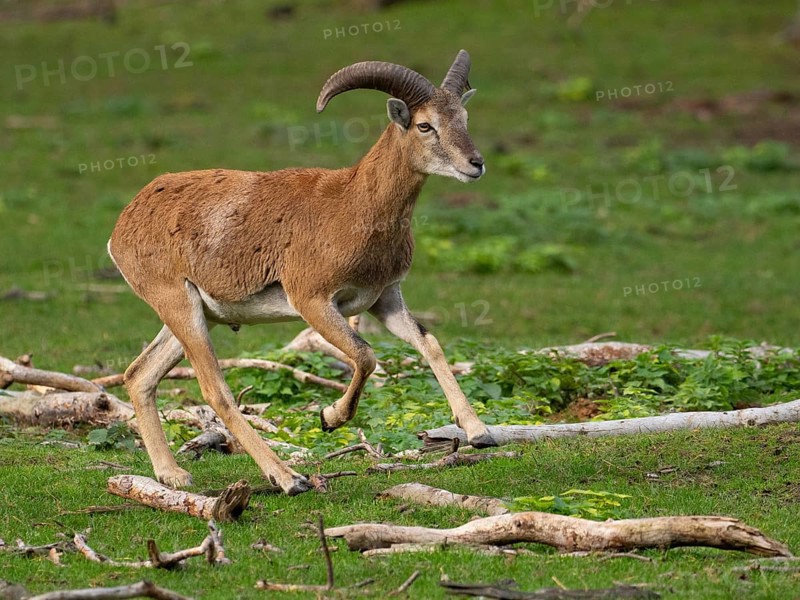A young grouch running, North Rhine-Westphalia, Germany