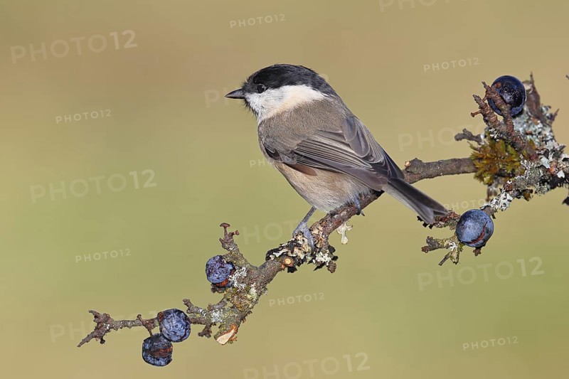 Willow tit (Parus montanus), sitting on a branch in a blackthorn bush, (Prunus spinosa), sloes, with ripe fruit, autumn, wildlife, animals, birds, Wilnsdorf, North Rhine-Westphalia, Germany