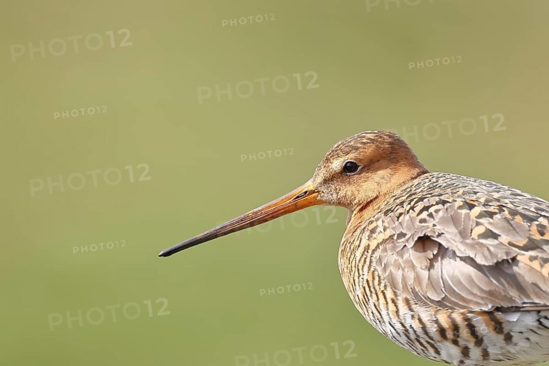 Blacktail (Limosa limosa), sitting room, on a fence post, snipe birds, animal portrait, wildlife, nature photography, wetland, oxmoor, Dümmer See, Lembruch, Lower Saxony, Germany