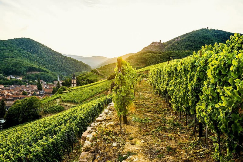 Village in the vineyards at sunset, Ribeauvillé, Haut-Rhin department, Alsace, France