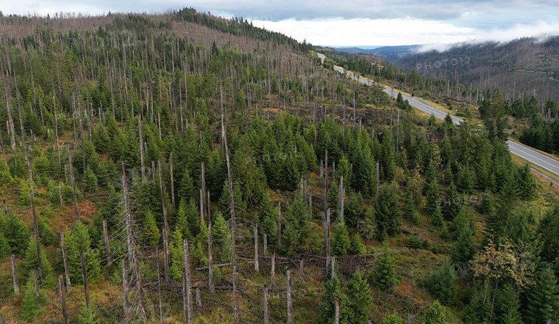 Forest dying, tree dying in the Harz Mountains, Saxony-Anhalt, Germany