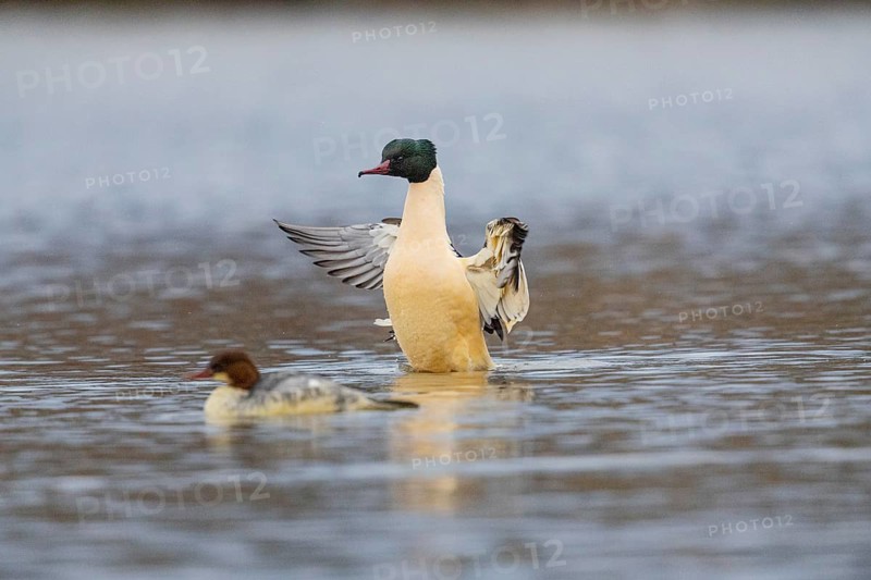 Goose säger (Mergus merganser) ml Germany
