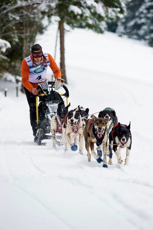 Sled dog racing, Todtmoos, Black Forest, Baden-Württemberg, Germany
