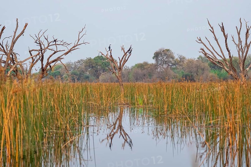 Africa snake-necked bird (Anhinga rufa) sitting on a dead tree in the river, Thamalakane River, Okavango Delta, Botswana