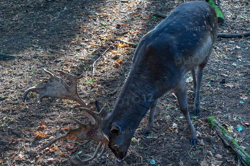 Fallow deer (Dama dama) in an outdoor enclosure in the forest, Mecklenburg-Western Pomerania, Germany