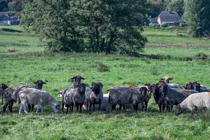 Various sheep breeds (Ovis gmelini) Rough-wooled country sheep, grey-horned heather and black-headed sheep in the pasture, Othenstorf, Mecklenburg-Western Pomerania, Germany